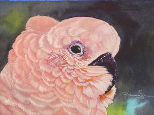 Apricot Cockatoo - Art Print